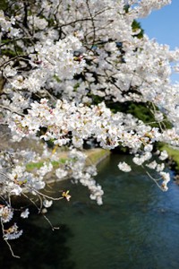 瀬田神宮の桜満開