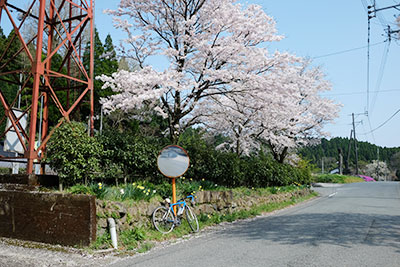 長陽栃木地区の桜