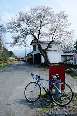 南阿蘇鉄道・加勢駅の西踏切近くの桜