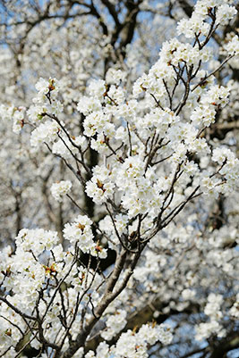 見頃の一心行の大桜 八分咲き