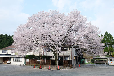 栃木温泉 旅館朝陽の桜